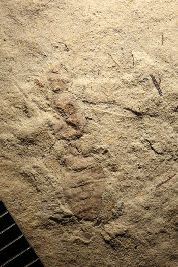 Media type: image;   Entomology PALE-14588